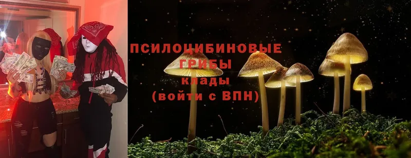 Псилоцибиновые грибы Cubensis  Коряжма 